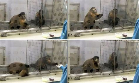 Fascinating Experiment Shows Even Monkeys Go Bananas Over Unequal Pay