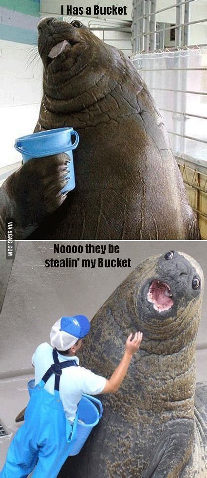 Funny Pictures Of Elephant Seals - Infoupdate.org