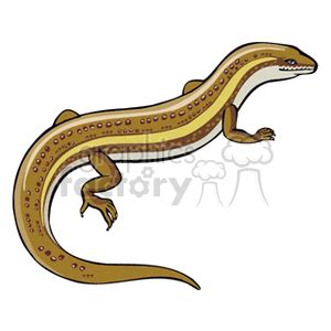 Splendor Skink Clipart Clipground