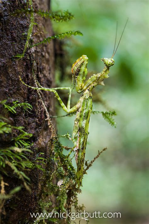 Moss Mimic Praying Mantis Nick Garbutt