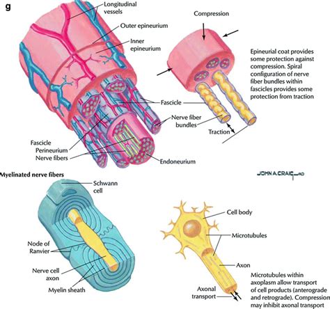 Cord And Peripheral Nervous System Radiology Key