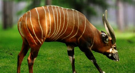 Bongo Animal Facts About Diet Habitat And Others