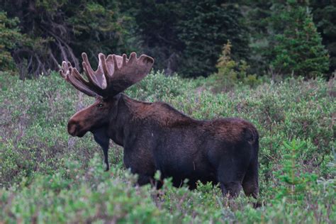 Bull Moose At Brainard Lake Moose Hunting Moose Pictures Wildlife