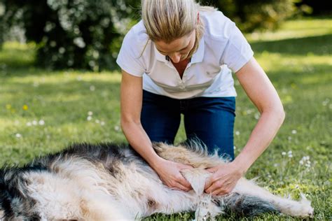 Tierärztliche Praxis Für Chiropraktik Ines Digel