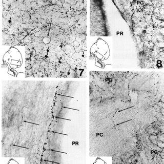 Th Ir Nerve Fibers In The Pineal Gland Of A Scgx Sheep X