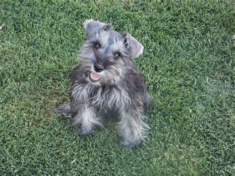 Copper Star Ranch: Salt and Pepper Miniature Schnauzer Available!! AZ ...