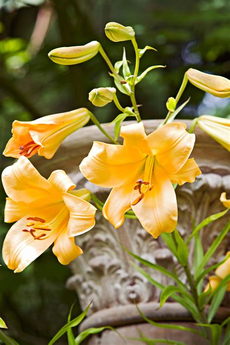 Landscape With Yellow Lily Plants