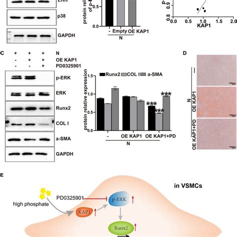 The Regulation Of Kap On Osteoblast Differentiation And Calcification