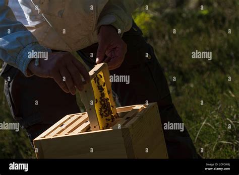 Una Apicultura En El Borde Del Bosque La Vida Cotidiana De Un