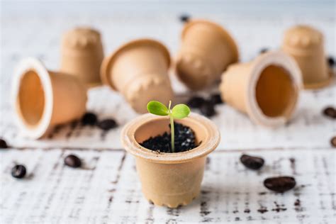 Eigenen Kaffee Anbauen So Gelingt Es Samenhaus Gartenblog