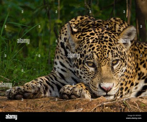 Jaguar (Panthera onca) in rainforest habitat of Pantanal, Mato Gross ...