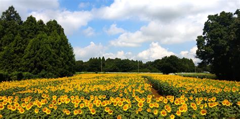 千葉県「成田ゆめ牧場」の今夏の最終会場にて“2万本”のひまわりが満開目前！週末の満開を想定｜成田ゆめ牧場のプレスリリース