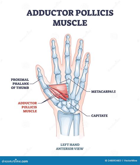 The Adductor Pollicis Longus Royalty-Free Cartoon | CartoonDealer.com ...