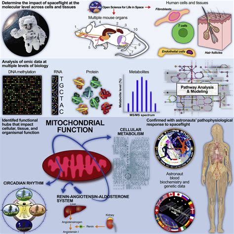 Mitochondrial Function