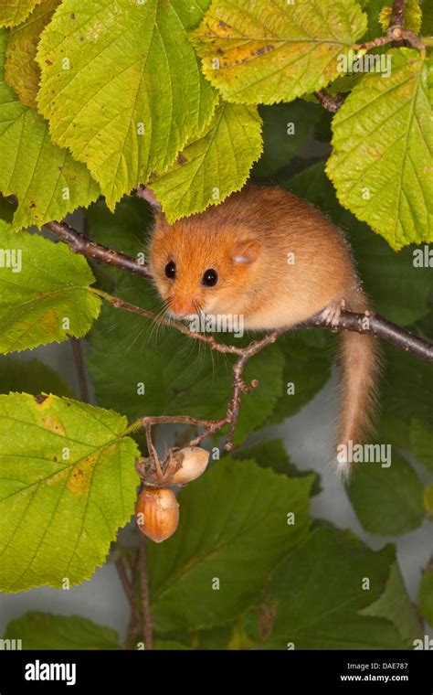 Common Dormouse Hazel Dormouse Muscardinus Avellanarius Climbing In