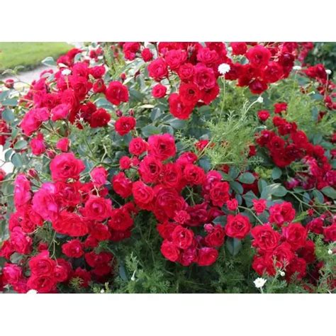 Роза Скарлет - купить розу Скарлет мейяндекор (Scarlet Meillandecor ...