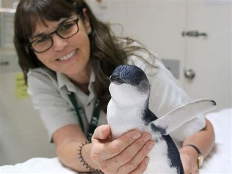 Holly The Penguin Reunited With Colony Near Manly After Sydney Drain