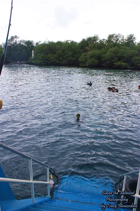 Snorkeling at Kealakekua Bay - Savor the Moment Photography