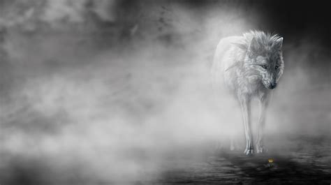 White Wolf Desktop Wallpapers Top Free White Wolf Desktop Backgrounds