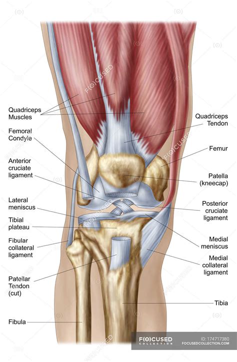 Kneecap Anatomy