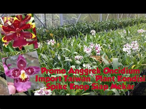 PROMO ANGGREK ONCIDIUM KUALITAS IMPORT TAIWAN PLANT KONDISI SPIKE