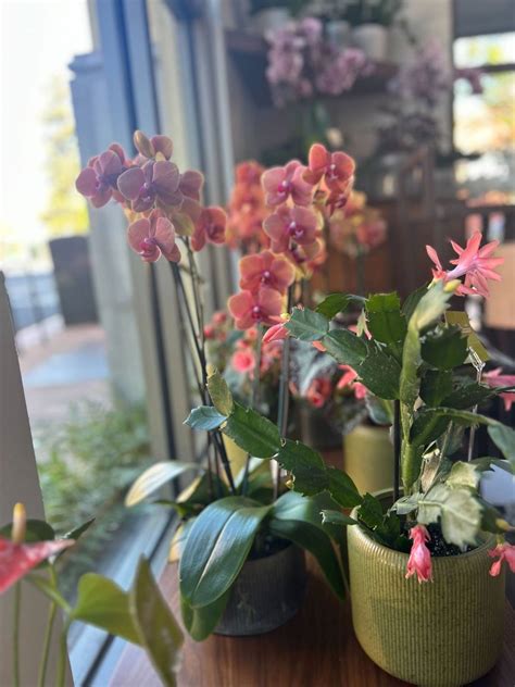 SLO flower shop moves to new downtown location | San Luis Obispo Tribune