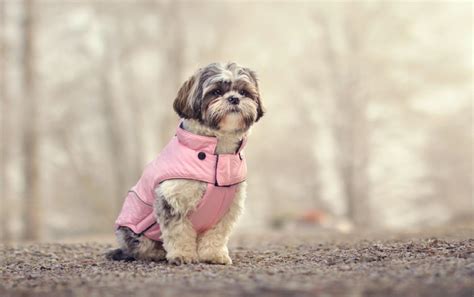 Why Dogs Should Not Wear Clothes