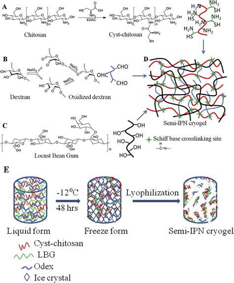 Schematic Illustration Of A Chitosan Modification With Cysteine B Download Scientific