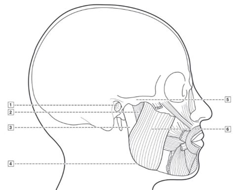 Head And Neck Cb 289 Muscles Of Mastication Masseter Lateral View Diagram Quizlet