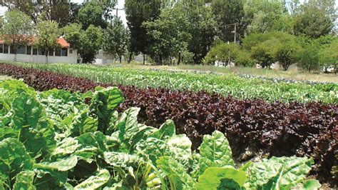 Logra Un Control Sustentable Con El Manejo Agroecol Gico De Plagas