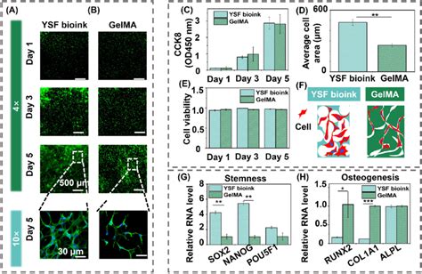 Biocompatibility And Bioprinting Results Of Bioink The Cell Viability