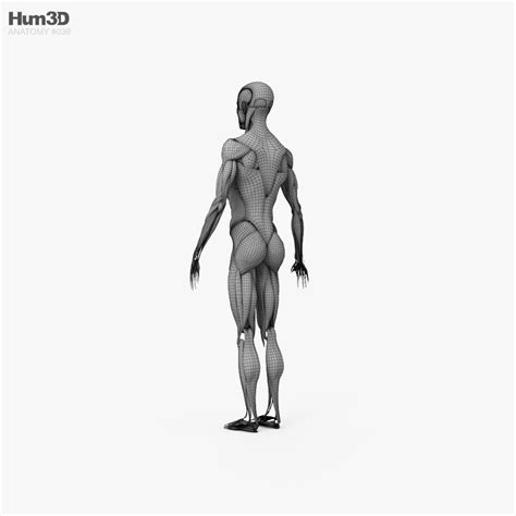 Total 32 Imagem Humano Modelo 3d Br Thptnganamst Edu Vn