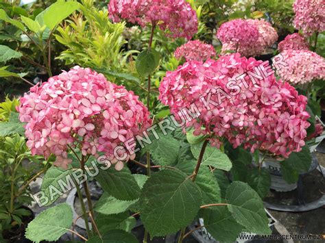 Hydrangea arborescens Pink Annabelle Hortenzie stromkovitá