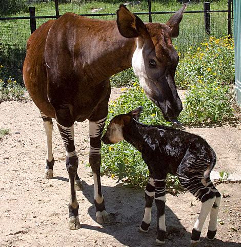 Animal Facts: Okapi