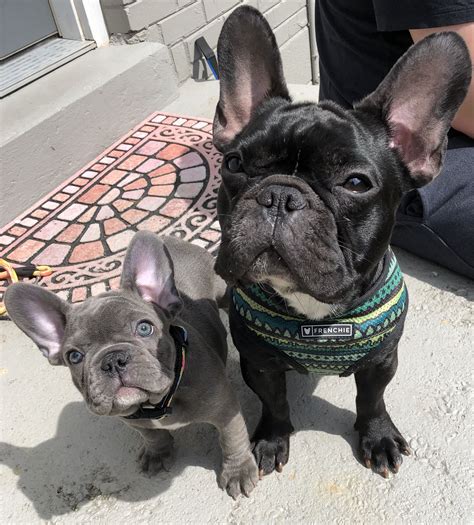 Blue french bulldog info with pictures – Artofit