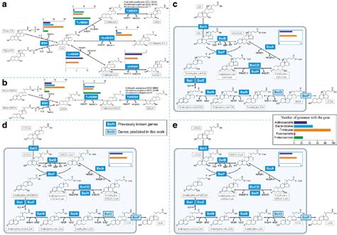 Illustration Of Bile Acid Pathways In Human Gut Microbes Reconstructed Download Scientific