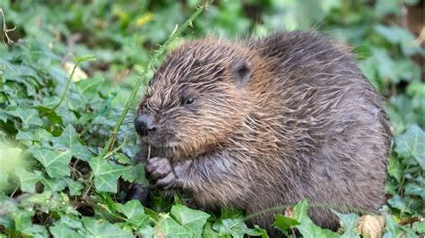 Beaver Trapping Kit At Maggie Parham Blog