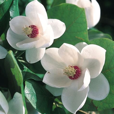 Саженцы магнолии зибольда купить в Москве по цене от 6800 рублей