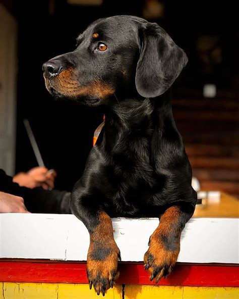 Is The Rottweiler Dachshund Mix A Reliable Family Pet?