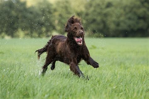 Are German Longhaired Pointer The Most Intelligent Dogs