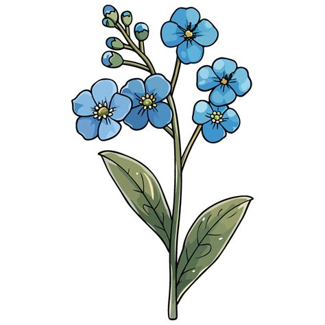 Forget-Me-Not flower illustration 47120743 Vector Art at Vecteezy