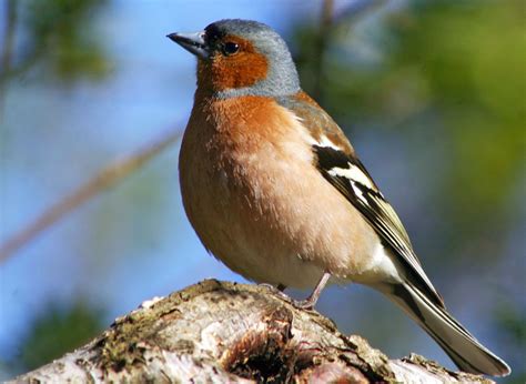 Chaffinch (Introduced Birds of New Zealand) · iNaturalist NZ