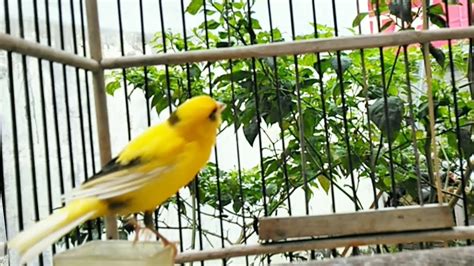 The Best Canary Singing Video Spanish Timbrado Song For Training