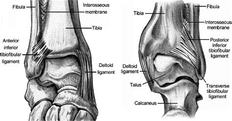 The anatomy and mechanisms of syndesmotic ankle sprains. | Semantic Scholar