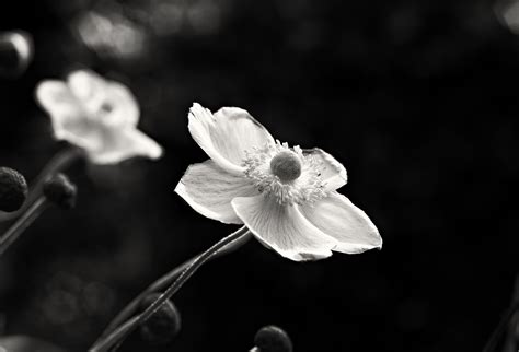 Black And White Anemones My Whole Life Online