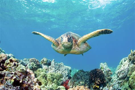 Sea Turtle Maui By Mm Sweet