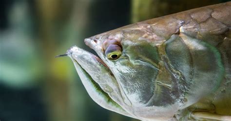 Giant Silver Arowana Fish