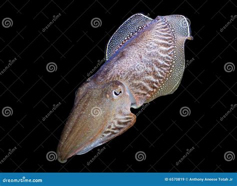 Cuttlefish Stock Image Image Of Squid Fish Cuttle Leucophores