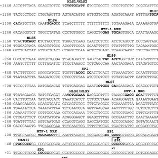 Putative SP1 And MTF 1 Binding Sites Present In The Human Prion Gene