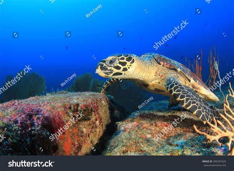 Hawksbill Sea Turtle Stock Photo 590397425 | Shutterstock